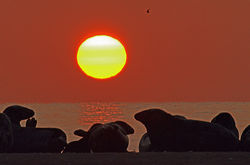 greyseal02 tentsmuirpt 310818