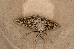 Elophila nymphaeata01 tentsmuirpoint 080722