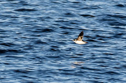 littleauk02 tayport 151222