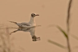blackheadedgull01 kilconquhar 280818