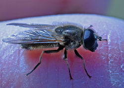 Cheilosia grossa01 tentsmuirpoint 280319