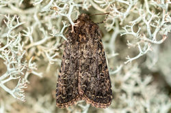 confused01 carphin 160725