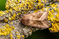 rosyrustic02 kedlockfeus 140821