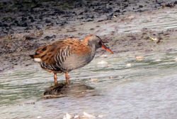 waterrail02 letham 310816