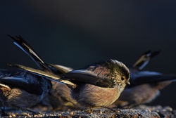 longtailedtit02 mortonlochs 140119