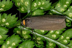 redneckedfootman01 bankheadmoss 220623