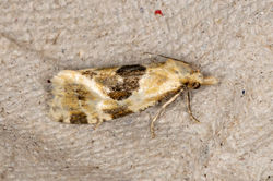 Aethes rubigana01 kedlockfeus 180722