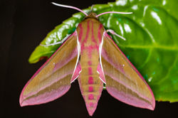 elephanthawkmoth02 carphin 230526