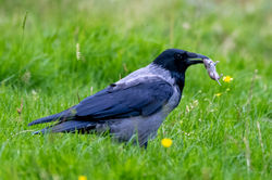 hoodedcrow01 bennevis 130923