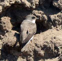 sandmartin balgove 170415