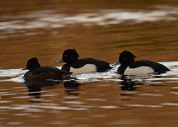 tuftedduck01 birnieloch 311218