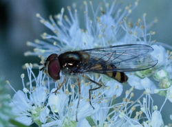 Meliscaeva auricollis02 birnieloch 01081