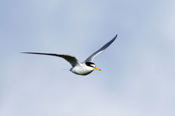 littletern06 paible 190617
