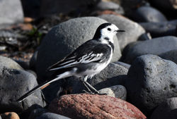 piedwagtail04 eastwemyss 230917