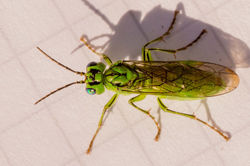 Tenthredo olivacea02 clattoreservoir 060