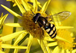 Eupeodes corollae02 kinshaldy 060816