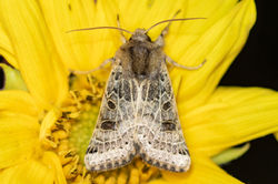 lunarunderwing01 carphin 120925