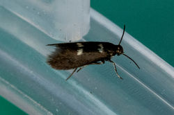 Heliozela hammoniella02 bankheadmoss 180624