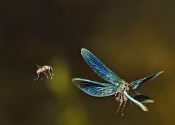 bandeddemoiselle02 kingstonmaurward 250618