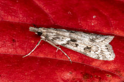 Eudonia angustea03 kedlockfeus 030923