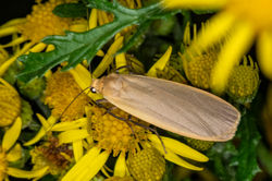 bufffootman01 tentsmuirpoint 030823