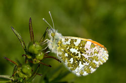 orangetip01 gaddonloch 140517