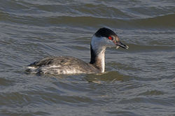 slavoniangrebe13 tentsmuirpoint 160221