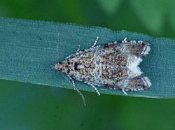 Celypha lacunana01 cameronreservoir 1207