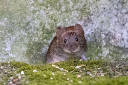 bankvole01 hartsop 100626