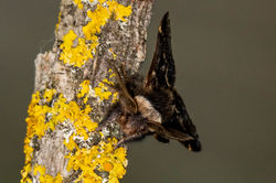 decembermoth05 kedlockfeus 241021