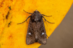 commonrustic01 kedlockfeus 050921