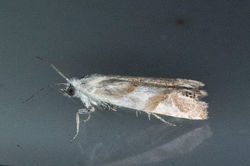 Eucosma pupillana01 kincraigpoint 020824