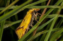 Agapeta hamana01 elmwoodgolfcourse 190722