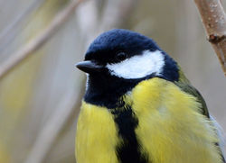 greattit3b birnieloch 140315