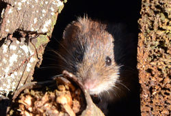 bankvole14 mortonlochs 161015