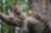 Clouded-leopard-AdobeStock_177858806.jpeg