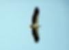 White-breasted sea eagle .jpg