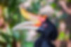 colors-details-rhinoceros-hornbill.jpg