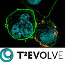 A European survey on CAR-T cell analytical methods, conducted by the consortium T2Evolve, was recently published in Frontiers in Immunology.