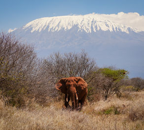 Amboseli, Kenya