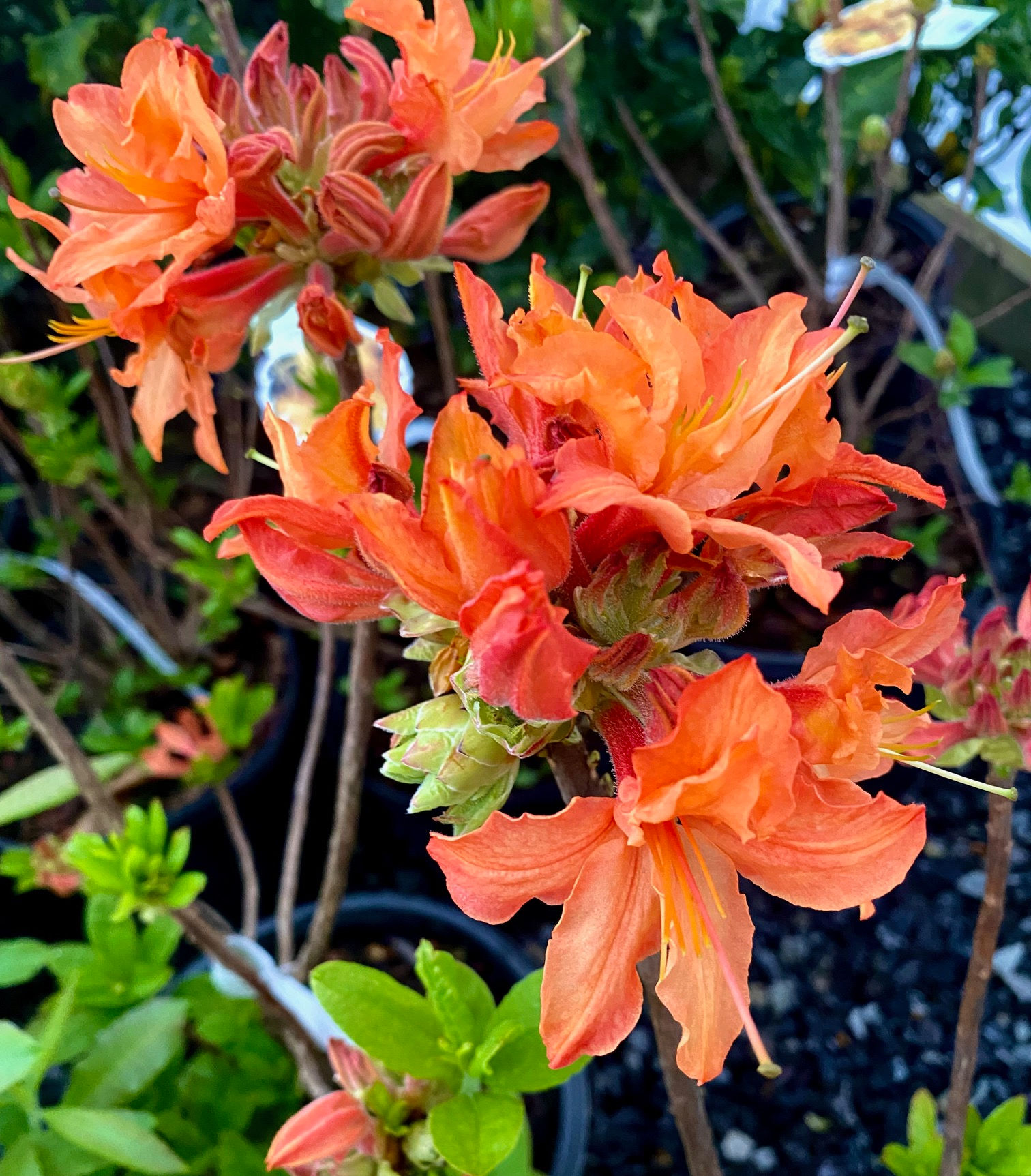 Native Azalea 'Flame'