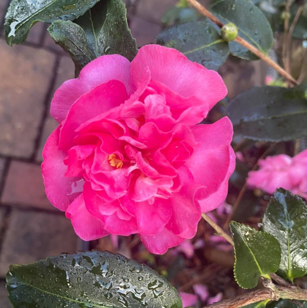 Camellia 'Sparkling Burgundy'