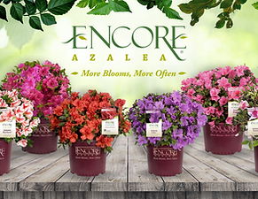 Encore Azaleas.png