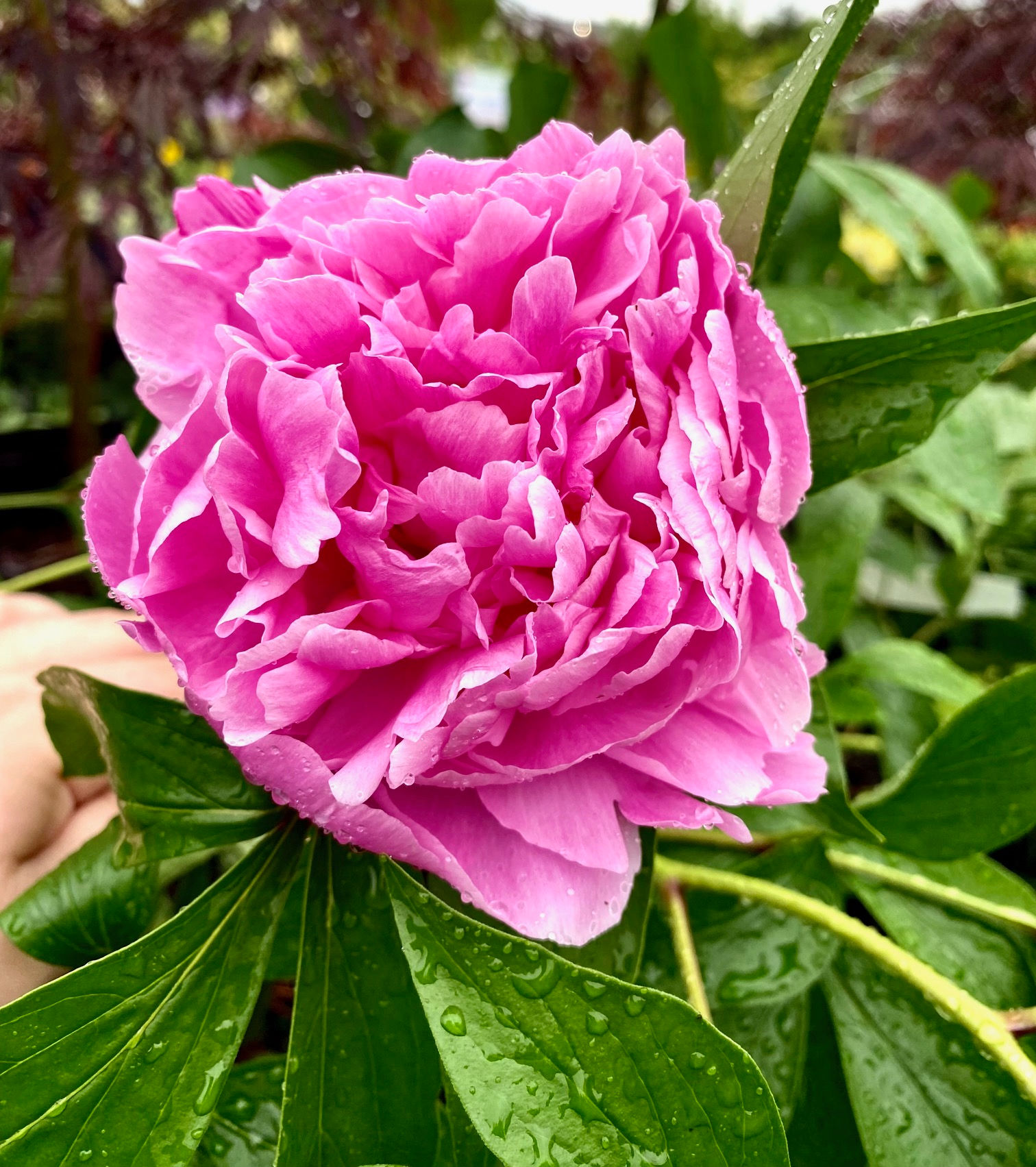 Peony Sarah Bernhardt