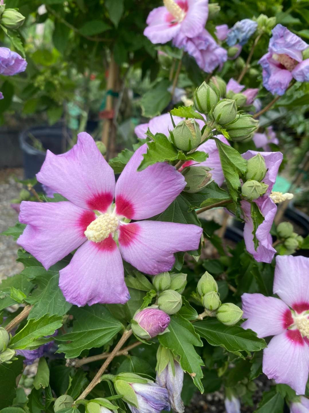 Hibiscus 'Minerva' Rose of Sharon