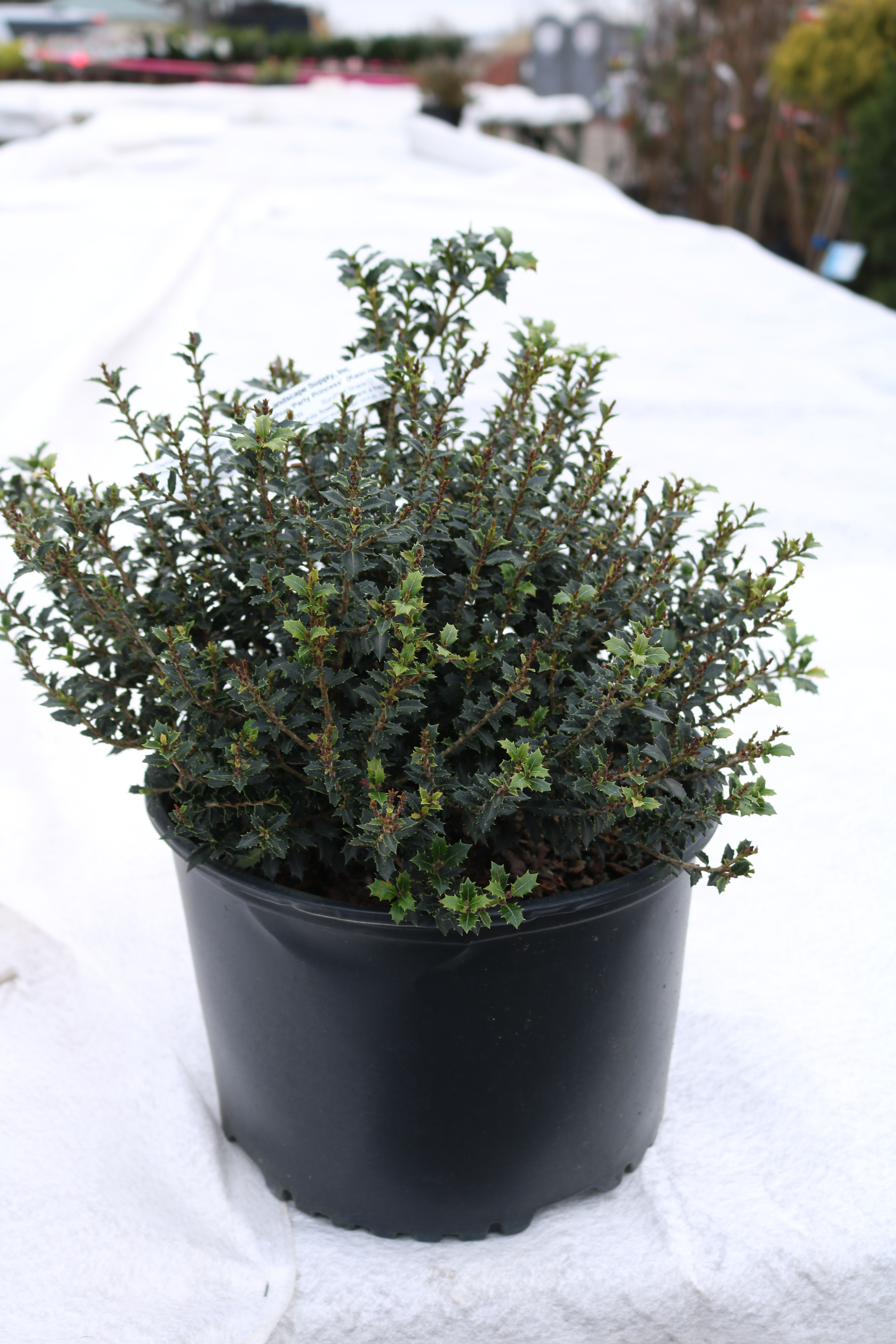 Osmanthus 'Party Princess'