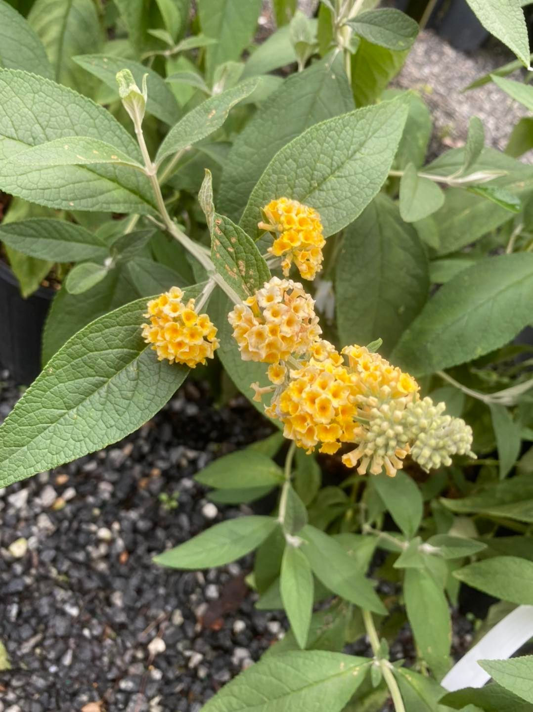 Butterfly Bush 'Honeycomb'