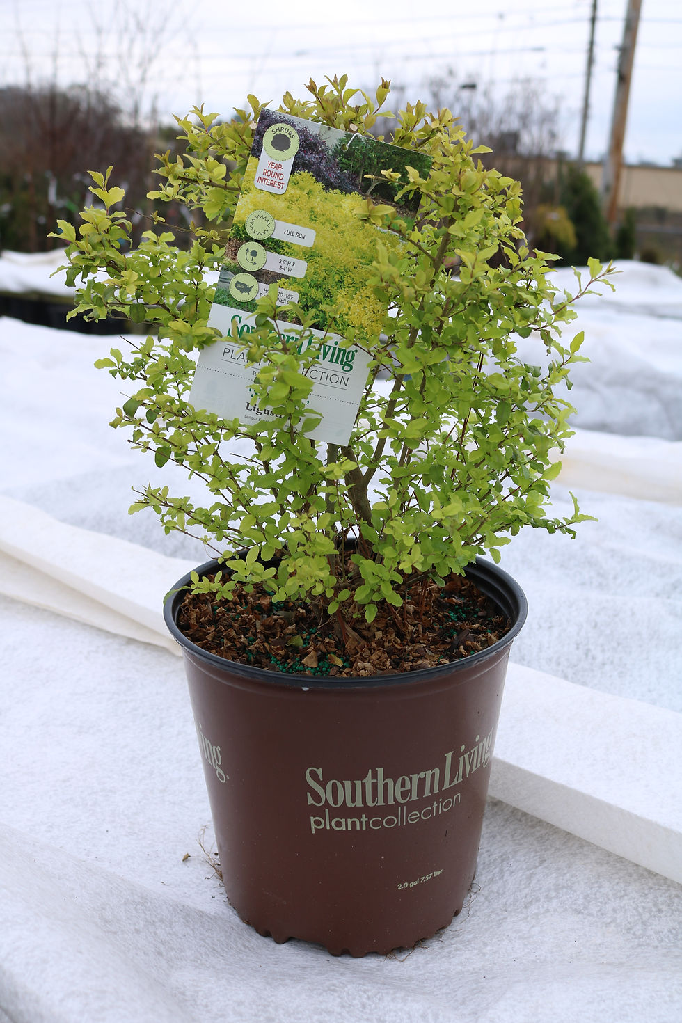 Thumbnail: Ligustrum 'Sunshine'