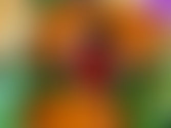 Discover Top Sushi Dining Experiences in Orlando