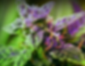 Screenshot 2024-02-20 at 10.44.11 PM.png